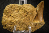 06803 - Rare 1.80 Inch Mosasaurus hoffmanni Tooth on Matrix Late Cretaceous