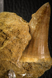 06803 - Rare 1.80 Inch Mosasaurus hoffmanni Tooth on Matrix Late Cretaceous