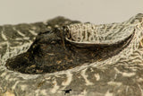 30863 - Well Prepared 1.61 Inch Harpes perradiatus Lower Devonian Trilobite