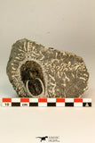 30864 - Well Preserved 1.70 Inch Harpes perradiatus Lower Devonian Trilobite