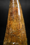 06038 - Top Quality 2.33 Inch Elosuchus sp Crocodile Premaxillary Tooth KemKem Beds