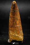 06038 - Top Quality 2.33 Inch Elosuchus sp Crocodile Premaxillary Tooth KemKem Beds