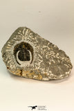 30864 - Well Preserved 1.70 Inch Harpes perradiatus Lower Devonian Trilobite