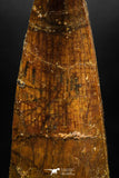 06038 - Top Quality 2.33 Inch Elosuchus sp Crocodile Premaxillary Tooth KemKem Beds