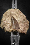 06804 - Rare 1.89 Inch Mosasaurus hoffmanni Tooth on Matrix Late Cretaceous