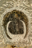 30864 - Well Preserved 1.70 Inch Harpes perradiatus Lower Devonian Trilobite