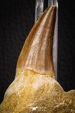 06805 - Top Rare Association of Mosasaurus hoffmanni Tooth + Squalicorax (Crow Shark) Tooth in Matrix