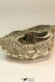 30864 - Well Preserved 1.70 Inch Harpes perradiatus Lower Devonian Trilobite