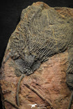22178 - Top Beautiful 13.98 Inch Silurian Scyphocrinites elegans Crinoids Plate