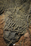 22178 - Top Beautiful 13.98 Inch Silurian Scyphocrinites elegans Crinoids Plate