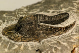 30864 - Well Preserved 1.70 Inch Harpes perradiatus Lower Devonian Trilobite