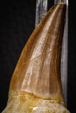 06805 - Top Rare Association of Mosasaurus hoffmanni Tooth + Squalicorax (Crow Shark) Tooth in Matrix