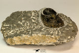 30864 - Well Preserved 1.70 Inch Harpes perradiatus Lower Devonian Trilobite