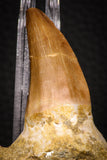 06805 - Top Rare Association of Mosasaurus hoffmanni Tooth + Squalicorax (Crow Shark) Tooth in Matrix