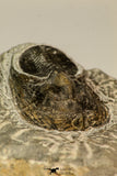 30864 - Well Preserved 1.70 Inch Harpes perradiatus Lower Devonian Trilobite