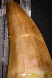 06805 - Top Rare Association of Mosasaurus hoffmanni Tooth + Squalicorax (Crow Shark) Tooth in Matrix