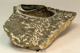 30864 - Well Preserved 1.70 Inch Harpes perradiatus Lower Devonian Trilobite