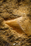 06805 - Top Rare Association of Mosasaurus hoffmanni Tooth + Squalicorax (Crow Shark) Tooth in Matrix