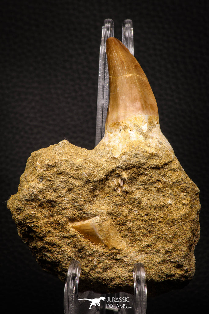 06805 - Top Rare Association of Mosasaurus hoffmanni Tooth + Squalicorax (Crow Shark) Tooth in Matrix