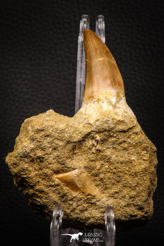 06805 - Top Rare Association of Mosasaurus hoffmanni Tooth + Squalicorax (Crow Shark) Tooth in Matrix