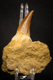06805 - Top Rare Association of Mosasaurus hoffmanni Tooth + Squalicorax (Crow Shark) Tooth in Matrix