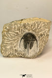 30865 - Well Preserved 1.37 Inch Cyphaspis (Otarion) cf. boutscharafinense Devonian Trilobite