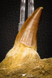 06805 - Top Rare Association of Mosasaurus hoffmanni Tooth + Squalicorax (Crow Shark) Tooth in Matrix