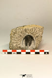 30865 - Well Preserved 1.37 Inch Cyphaspis (Otarion) cf. boutscharafinense Devonian Trilobite