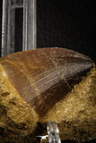 06806 - Top Huge 1.70 Inch Mosasaur (Prognathodon anceps) Tooth in Matrix Late Cretaceous