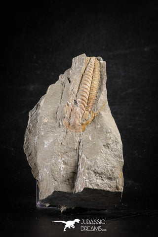 88495 - Nicely Preserved HAMATOLENUS VINCENTI Middle Cambrian Trilobite