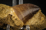 06806 - Top Huge 1.70 Inch Mosasaur (Prognathodon anceps) Tooth in Matrix Late Cretaceous