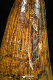 06041 - Nice Preserved 1.63 Inch Elosuchus sp Cretaceous Crocodile Tooth KemKem Beds