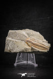 88495 - Nicely Preserved HAMATOLENUS VINCENTI Middle Cambrian Trilobite