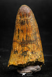 06041 - Nice Preserved 1.63 Inch Elosuchus sp Cretaceous Crocodile Tooth KemKem Beds