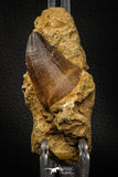 06806 - Top Huge 1.70 Inch Mosasaur (Prognathodon anceps) Tooth in Matrix Late Cretaceous