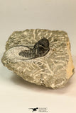 30865 - Well Preserved 1.37 Inch Cyphaspis (Otarion) cf. boutscharafinense Devonian Trilobite