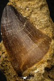 06806 - Top Huge 1.70 Inch Mosasaur (Prognathodon anceps) Tooth in Matrix Late Cretaceous