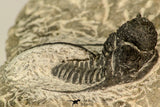 30865 - Well Preserved 1.37 Inch Cyphaspis (Otarion) cf. boutscharafinense Devonian Trilobite
