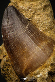 06806 - Top Huge 1.70 Inch Mosasaur (Prognathodon anceps) Tooth in Matrix Late Cretaceous