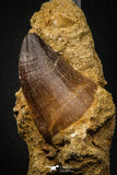 06806 - Top Huge 1.70 Inch Mosasaur (Prognathodon anceps) Tooth in Matrix Late Cretaceous