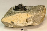 30865 - Well Preserved 1.37 Inch Cyphaspis (Otarion) cf. boutscharafinense Devonian Trilobite