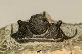 30865 - Well Preserved 1.37 Inch Cyphaspis (Otarion) cf. boutscharafinense Devonian Trilobite