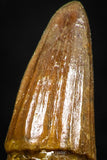 06042 - Rare 1.45 Inch Unidentified Cretaceous Crocodile Rooted Tooth KemKem Beds