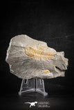 88498 - Nicely Preserved HAMATOLENUS VINCENTI Middle Cambrian Trilobite