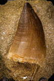 06807 - Top Huge 1.97 Inch Mosasaur (Prognathodon anceps) Tooth in Matrix Late Cretaceous