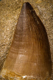 06807 - Top Huge 1.97 Inch Mosasaur (Prognathodon anceps) Tooth in Matrix Late Cretaceous