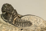 30865 - Well Preserved 1.37 Inch Cyphaspis (Otarion) cf. boutscharafinense Devonian Trilobite