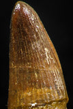 06042 - Rare 1.45 Inch Unidentified Cretaceous Crocodile Rooted Tooth KemKem Beds