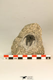 30866 - Nicely Preserved 1.39 Inch Cyphaspis (Otarion) cf. boutscharafinense Devonian Trilobite