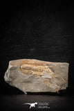 88499 - Nicely Preserved HAMATOLENUS VINCENTI Middle Cambrian Trilobite